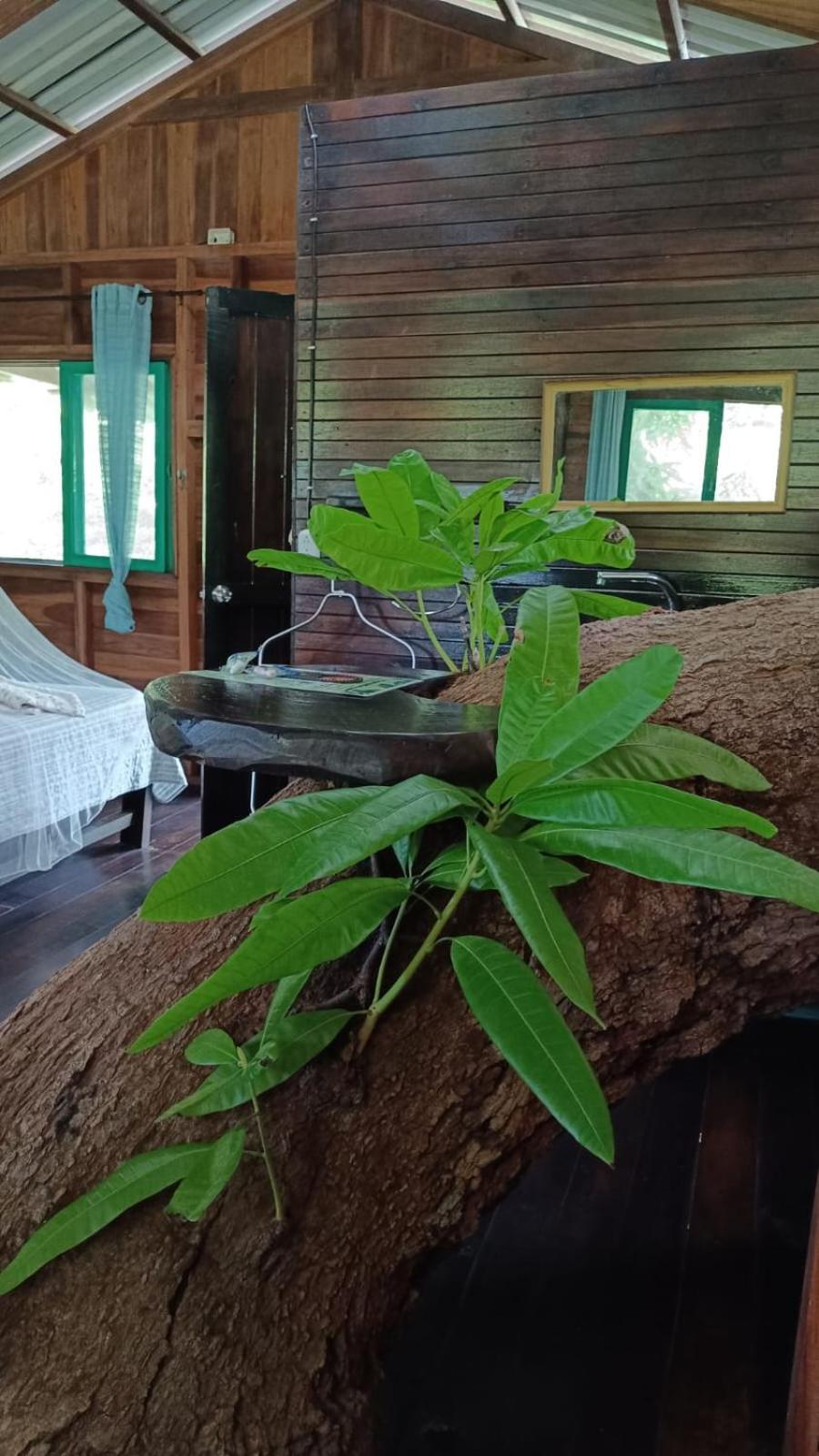 קאוויטה Playa Grande Lodge & Tree House מראה חיצוני תמונה
